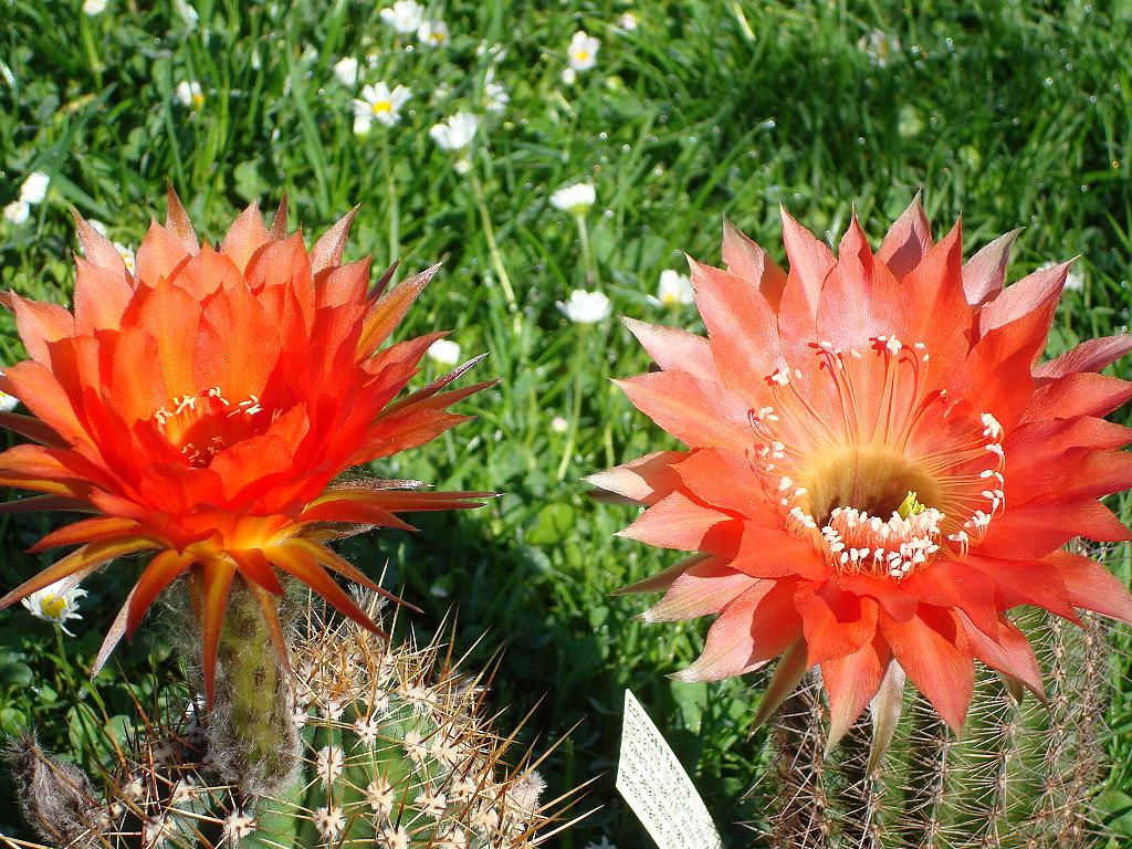 Eigene Echinopsis/F + RL 1.jpg